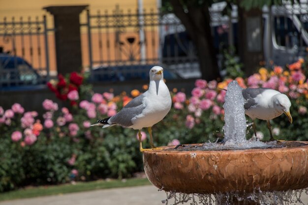 Il gabbiano vicino alla fontana in un giardino di rose