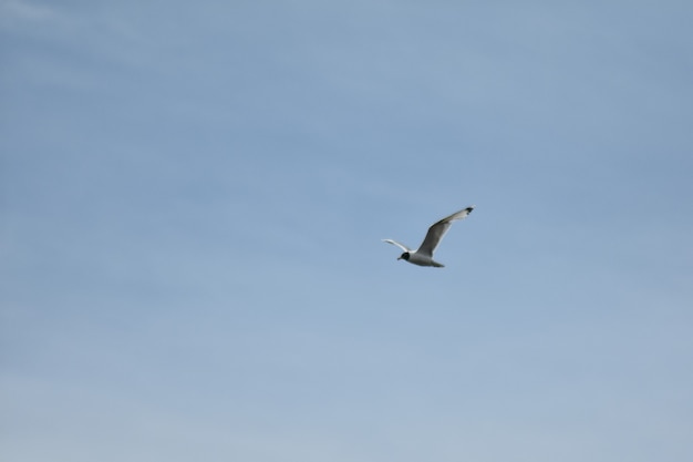 il gabbiano vola nel cielo azzurro