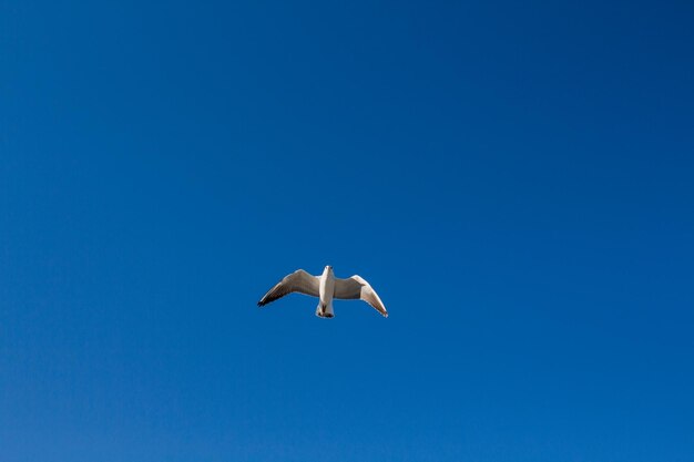 Il gabbiano vola nel cielo sopra il mare