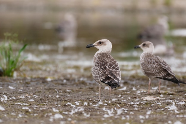 Il gabbiano zampe gialle Larus michahellis è un grande gabbiano dell'Europa, del Medio Oriente e del Nord Africa