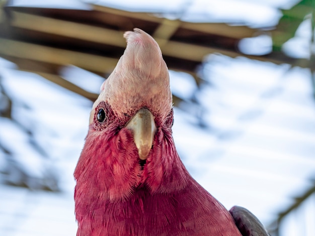 Il galah (Eolophus roseicapilla), detto anche rosa e grigio, è uno dei cacatua più comuni e diffusi.