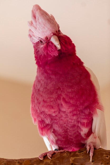 Il galah (Eolophus roseicapilla), detto anche rosa e grigio, è uno dei cacatua più comuni e diffusi.