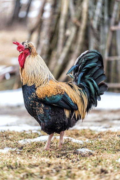 Il gallo al mattino in primavera