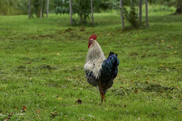 Il gallo cammina lungo il prato e cerca qualcosa di commestibile vicino alla casa di campagna.