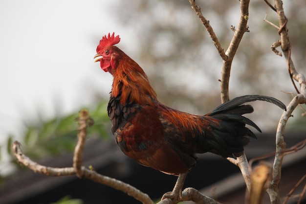 Il gallo canta al mattino.