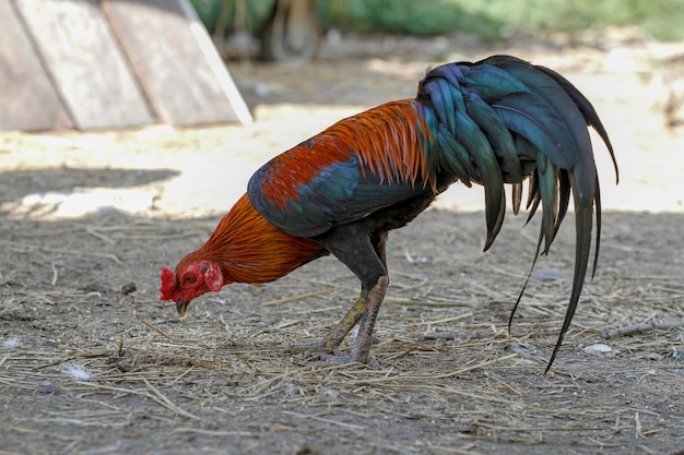 Il gallo da combattimento mangia l'alimento in azienda agricola alla Tailandia