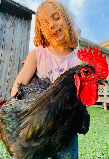 Il gallo del fienile da vicino portato da una ragazzina