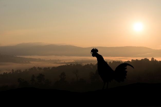 Il gallo di sagome canta al mattino