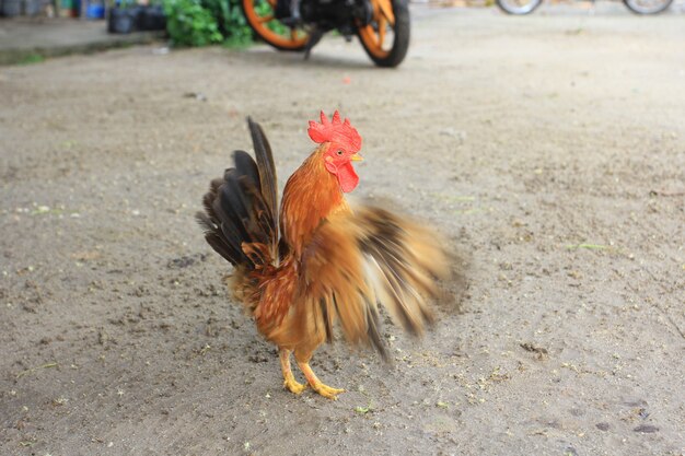 Il gallo è carino e affascinante