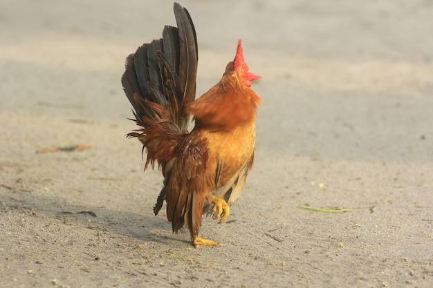 Il gallo è carino e affascinante