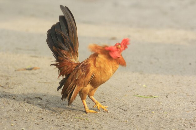 Il gallo è carino e affascinante