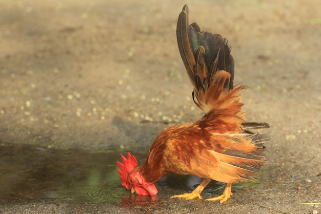 Il gallo è carino e affascinante