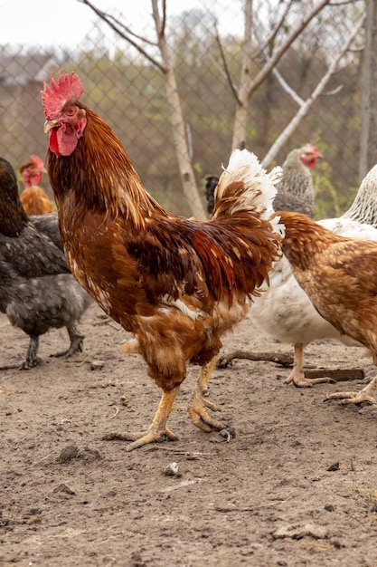 Il gallo è pollame rosso