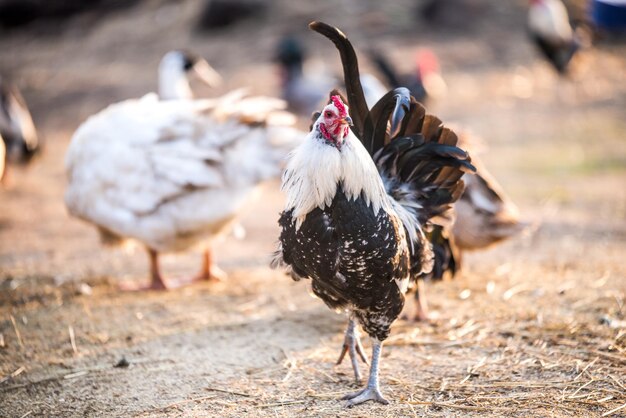 Il gallo eterogeneo cammina nel cortile del villaggio