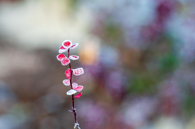 Il gambo di un crespino con foglie rosse ricoperte di brina soft focus Giardino d'inverno