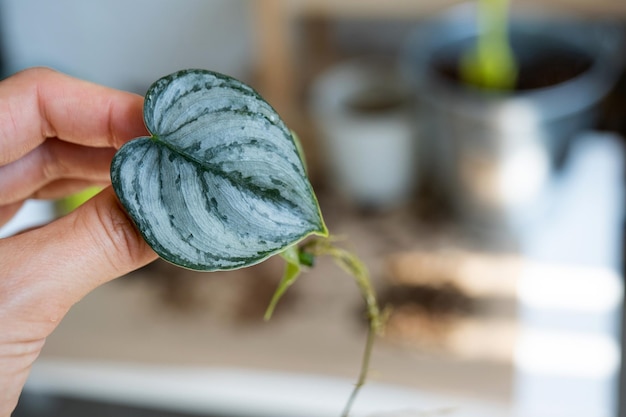 Il gambo di una pianta domestica con radici per la riproduzione e la semina con un vaso con terriccio Hobby e cura delle piante in vaso allevamento di talee aziendali