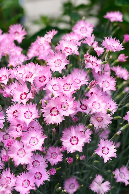 Il garofano piumato rosa cresce in giardino in estate