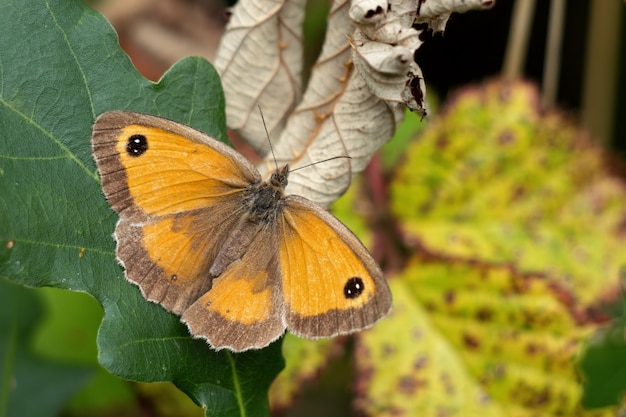 Il Gatekeeper o Hedge Brown (Pyronia tithonus) farfalla in appoggio su una foglia