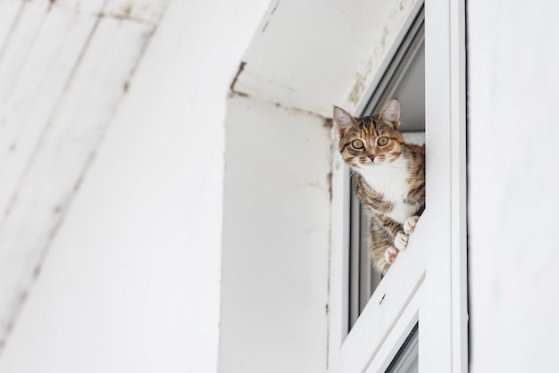 Il gattino a strisce marroni dai capelli corti è seduto nella finestra bianca