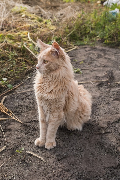 Il gattino allegro del Maine Coon dello zenzero si trova all'aperto. Grande gatto rosso in giardino