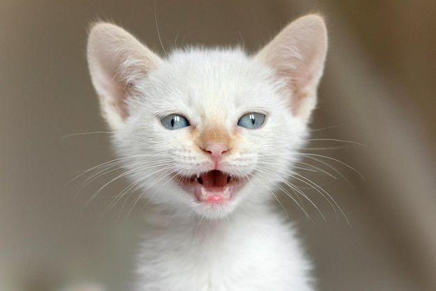 Il gattino bianco con gli occhi azzurri sta sorridendo.