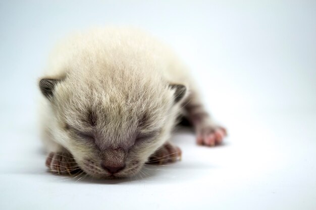 Il gattino bianco dorme su uno sfondo bianco