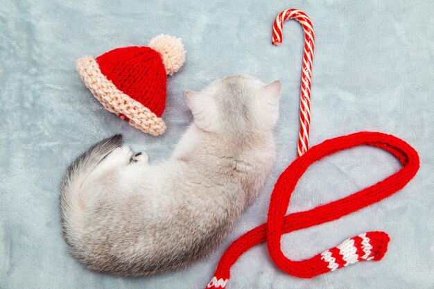 Il gattino britannico bianco sta giocando su un copriletto grigio con un berretto rosso. Accessori natalizi: sciarpa rossa e cappello da Babbo Natale lavorato a maglia.