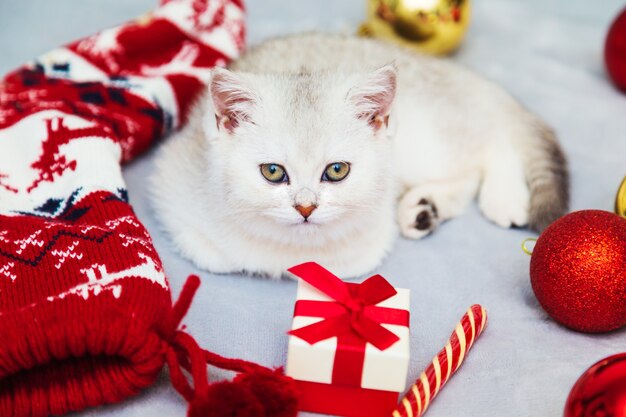 Il gattino britannico bianco sta giocando su una coperta con accessori natalizi: lecca-lecca, calze, regali, palle di Natale. Atmosfera festosa. Aspettando la vacanza.