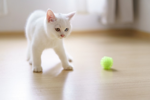 Il gattino britannico dello shorthair del gatto bianco sveglio gioca con un giocattolo della piuma del gatto in camera da letto. Animale domestico. Guardando copia-spazio. Banner