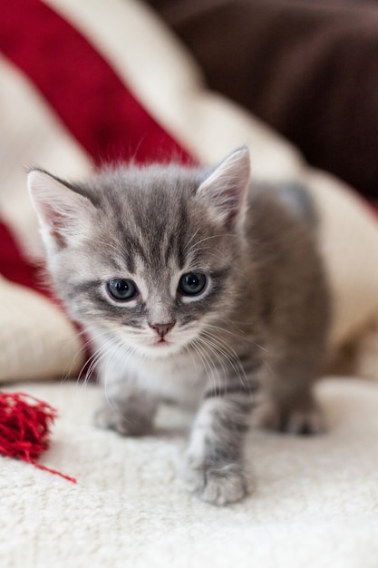 Il gattino britannico guarda molto da vicino. Il gattino grigio è molto bello.