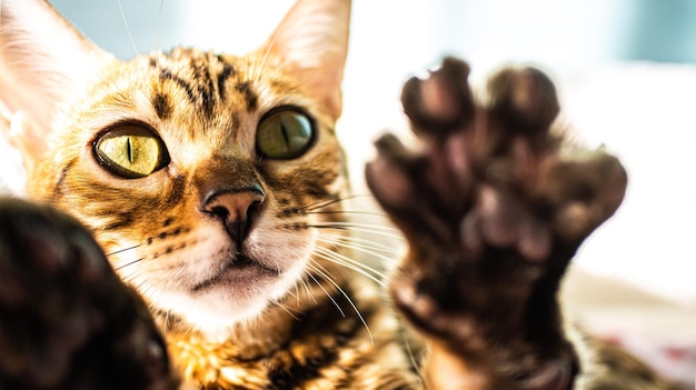 Il gattino del Bengala tende una zampa per giocare. Foto di alta qualità