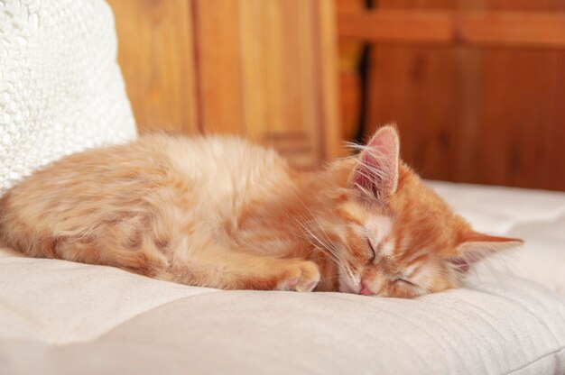 Il gattino dello zenzero dorme sul letto nella stanza soleggiata