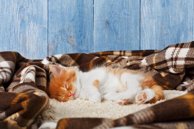 Il gattino dello zenzero dorme sulla coperta