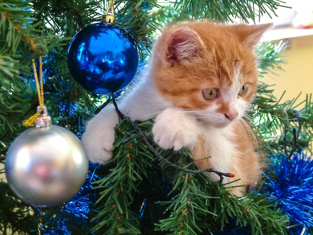 Il gattino di Natale