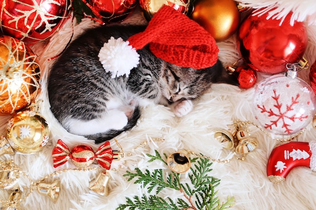 Il gattino divertente dorme in decorazioni rosse luminose di Natale