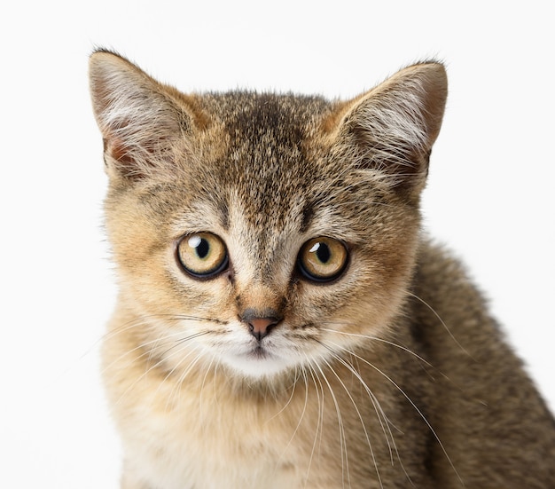 Il gattino dorato ha spuntato il cincillà britannico dritto si siede di fronte su uno sfondo bianco. Gatto che esamina la macchina fotografica