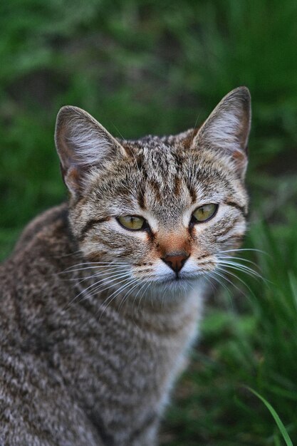 il gattino è seduto nell'erba