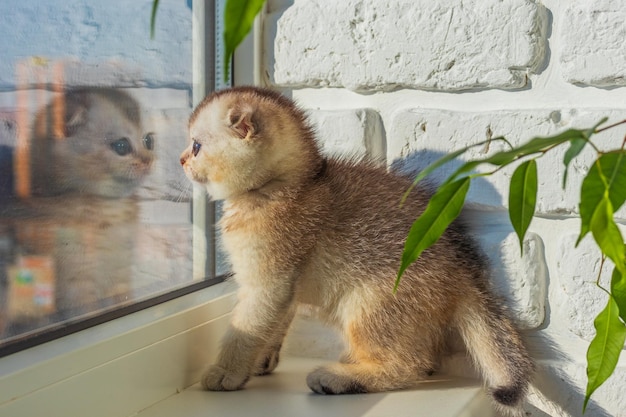 Il gattino è seduto sulla finestra