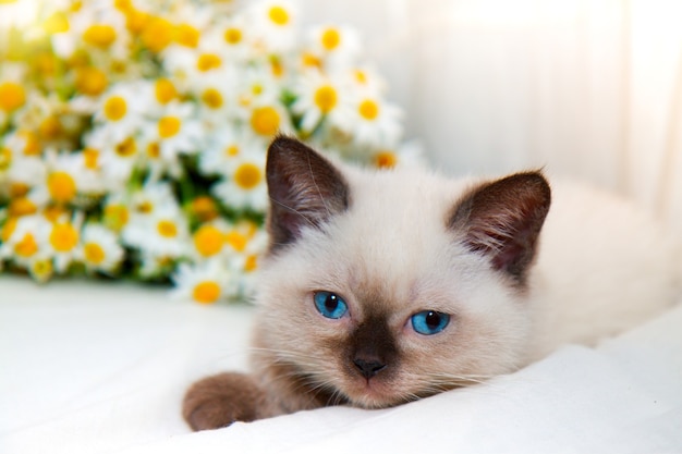 Il gattino giace accanto a un mazzo di fiori di camomilla
