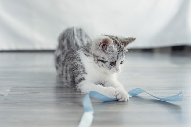 Il gattino gioca con un fiocco azzurro in casa