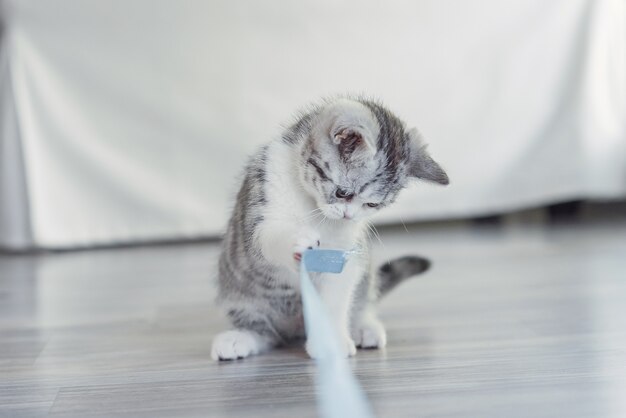 Il gattino gioca con un fiocco azzurro in casa