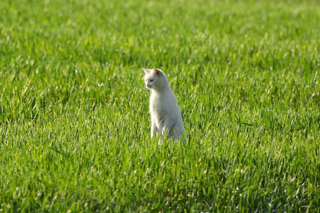 Il gattino giocoso esplora la natura