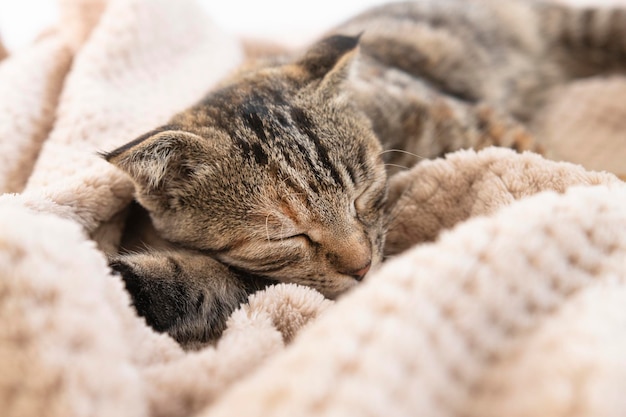 Il gattino grigio a strisce dorme in una coperta con raggi di sole Sfondo con simpatico animale domestico