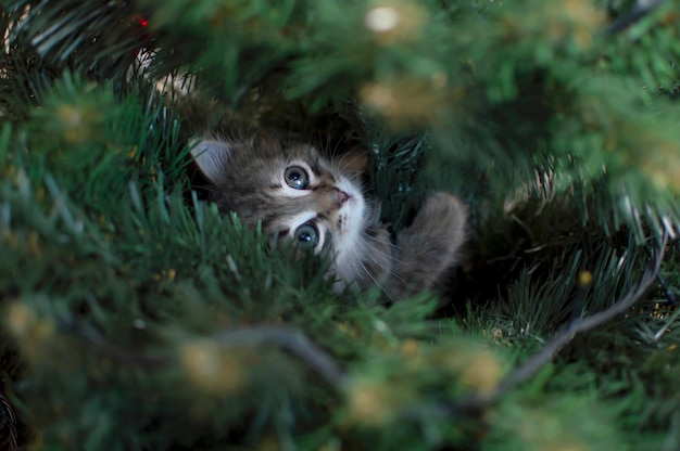 Il gattino grigio è seduto sull'albero di Natale. Il gatto guarda nella telecamera. Capodanno. Gattino sveglio del tabby all'albero di Natale, giocando con i giocattoli. Gatto di Natale.