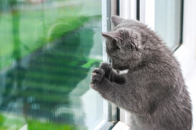 Il gattino grigio guarda e graffia il gatto della finestra sul davanzale della finestra guarda la pioggia