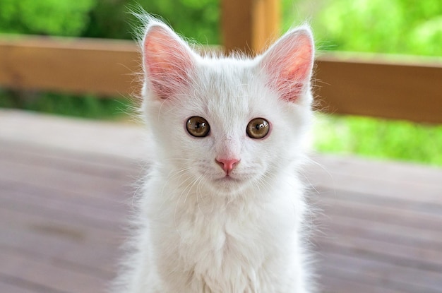 Il gattino lanuginoso bianco guarda nell'obiettivo