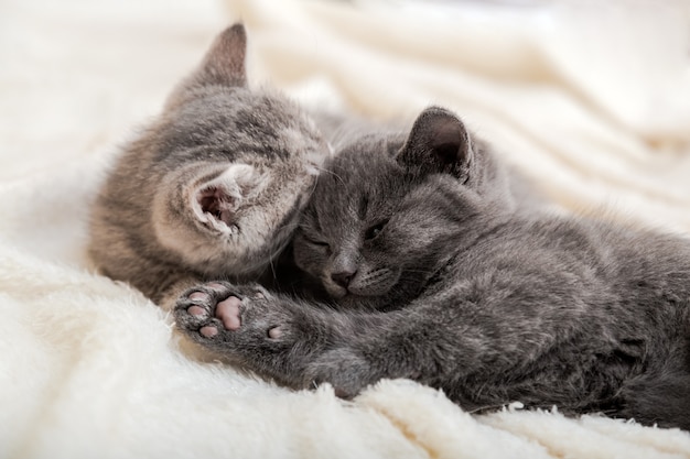 Il gattino lanuginoso delle coppie si rilassa sulla coperta bianca. Piccolo gatto adorabile grigio e soriano innamorato che dorme a casa. I gattini riposano. I gatti dell'animale domestico si trovano sul letto.