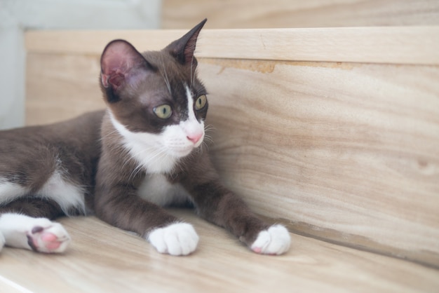 Il gattino marrone cioccolato con la maschera bianca sta guardando qualcosa sul gradino di legno