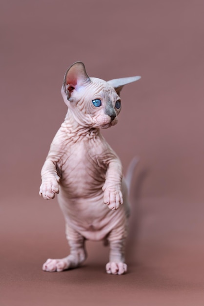 Il gattino maschio divertente dello sphynx canadese sta sulle zampe posteriori distoglie lo sguardo sorpreso su fondo marrone