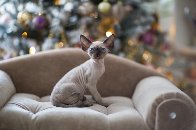 Il gattino nero devonrex con gli occhi azzurri si siede sul divano